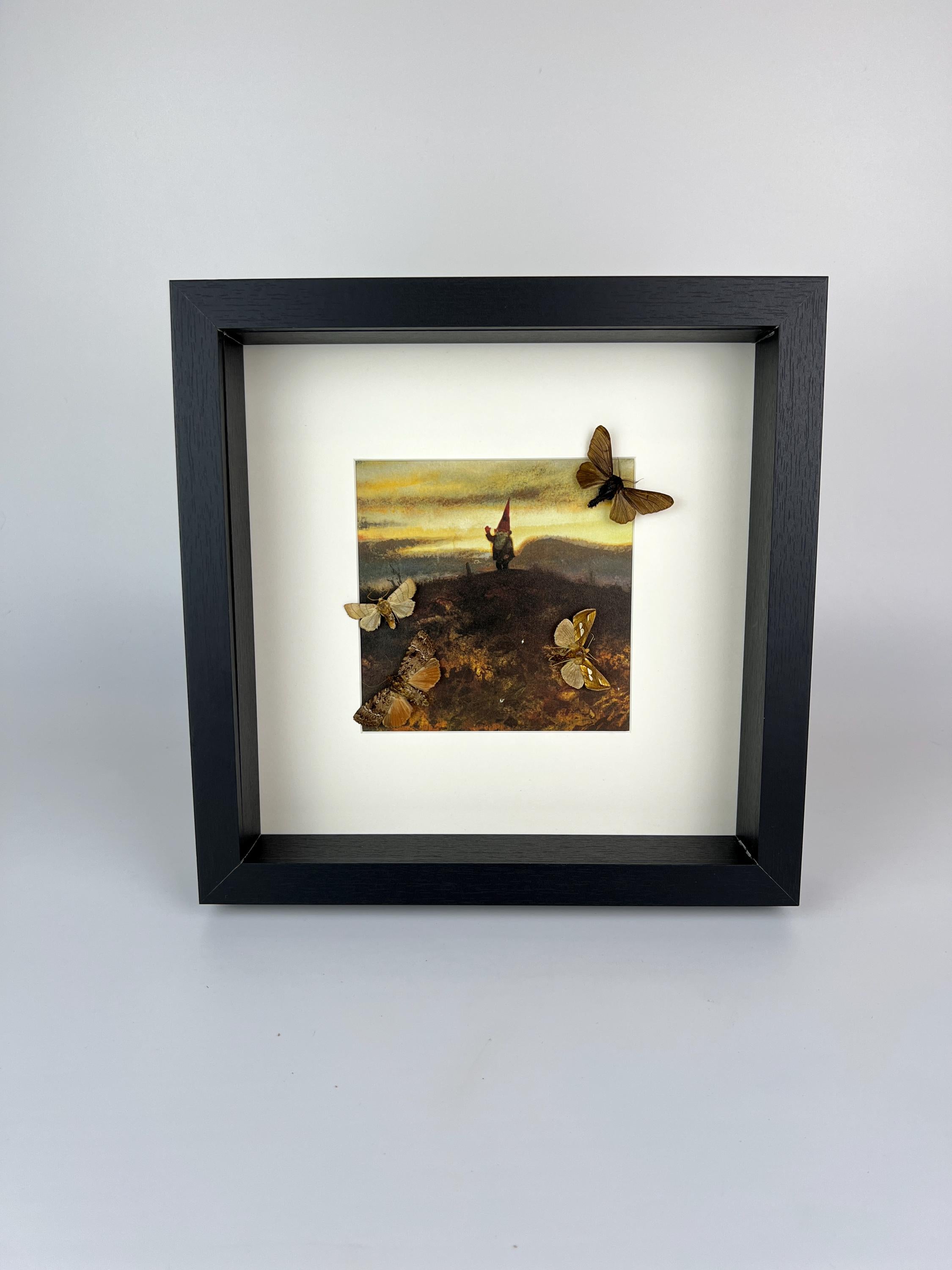 Motten und Schmetterlinge als Druck in einem Rahmen