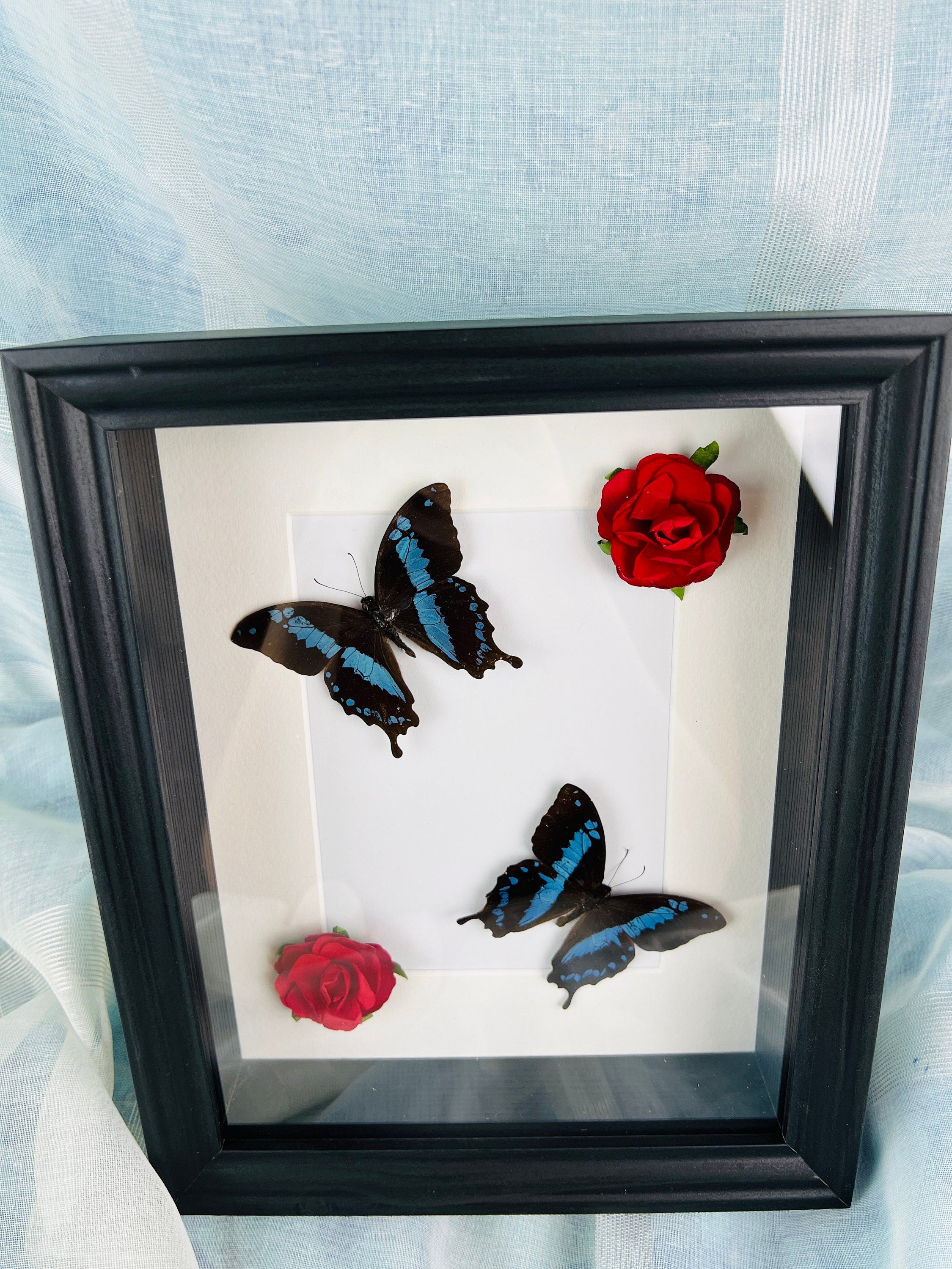 Papilio Oribazus met rozen in lijst