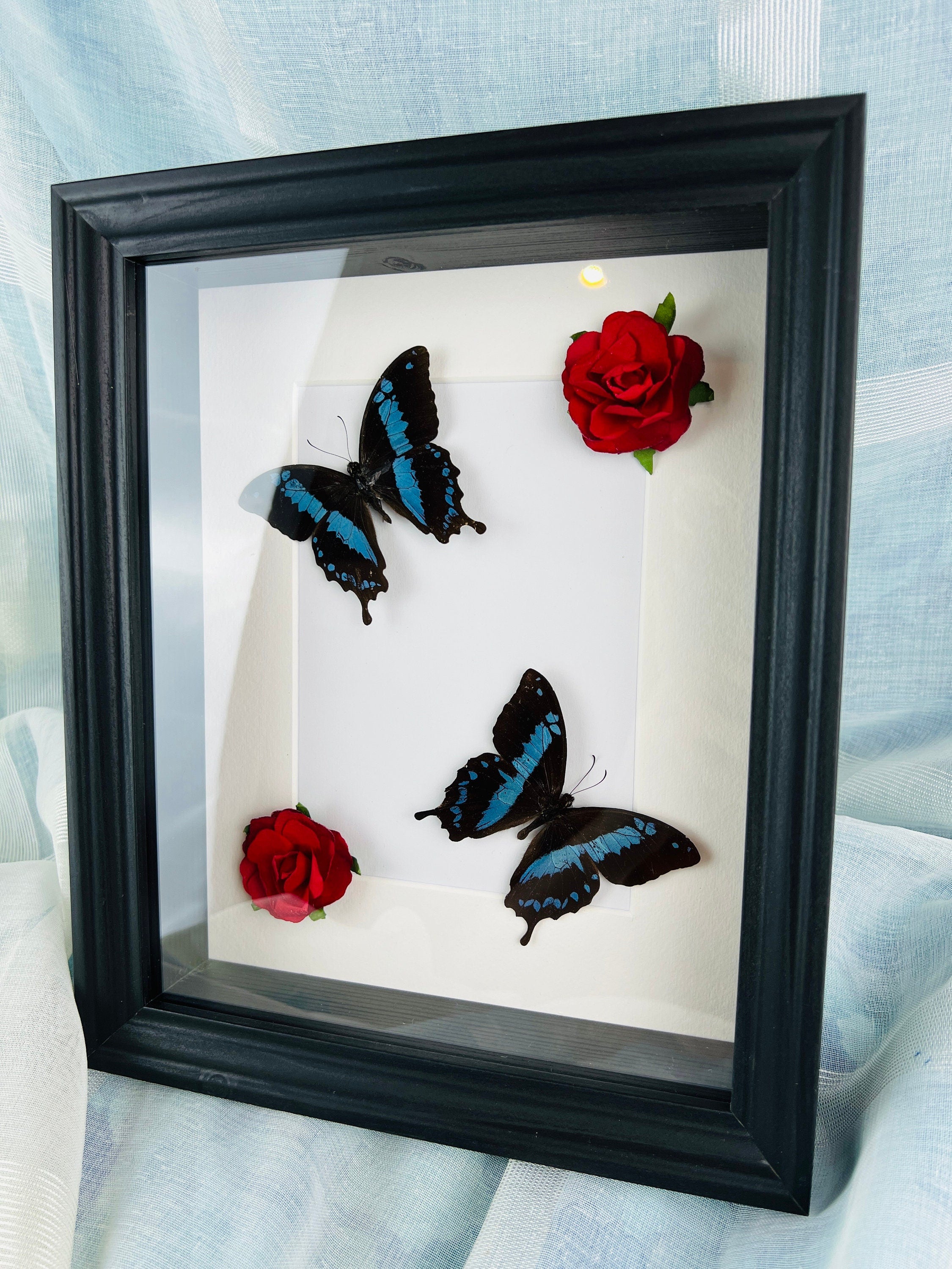 Papilio Oribazus met rozen in lijst
