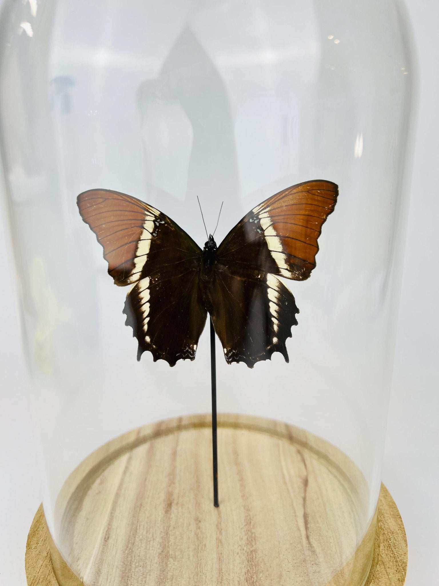 Siproeta Epaphus in stolp by KEY LIME STORE