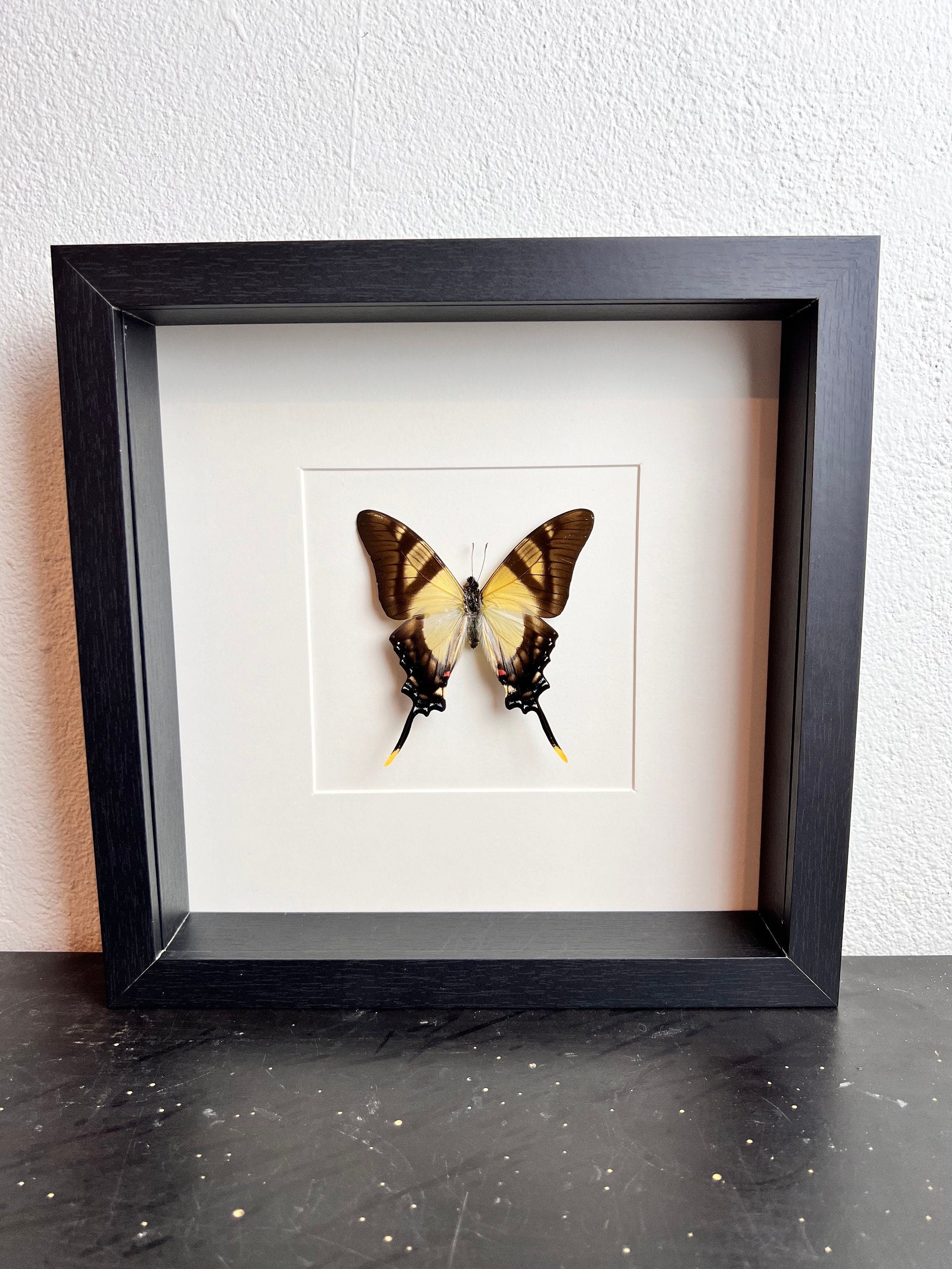 Eurytides Serville in lijst