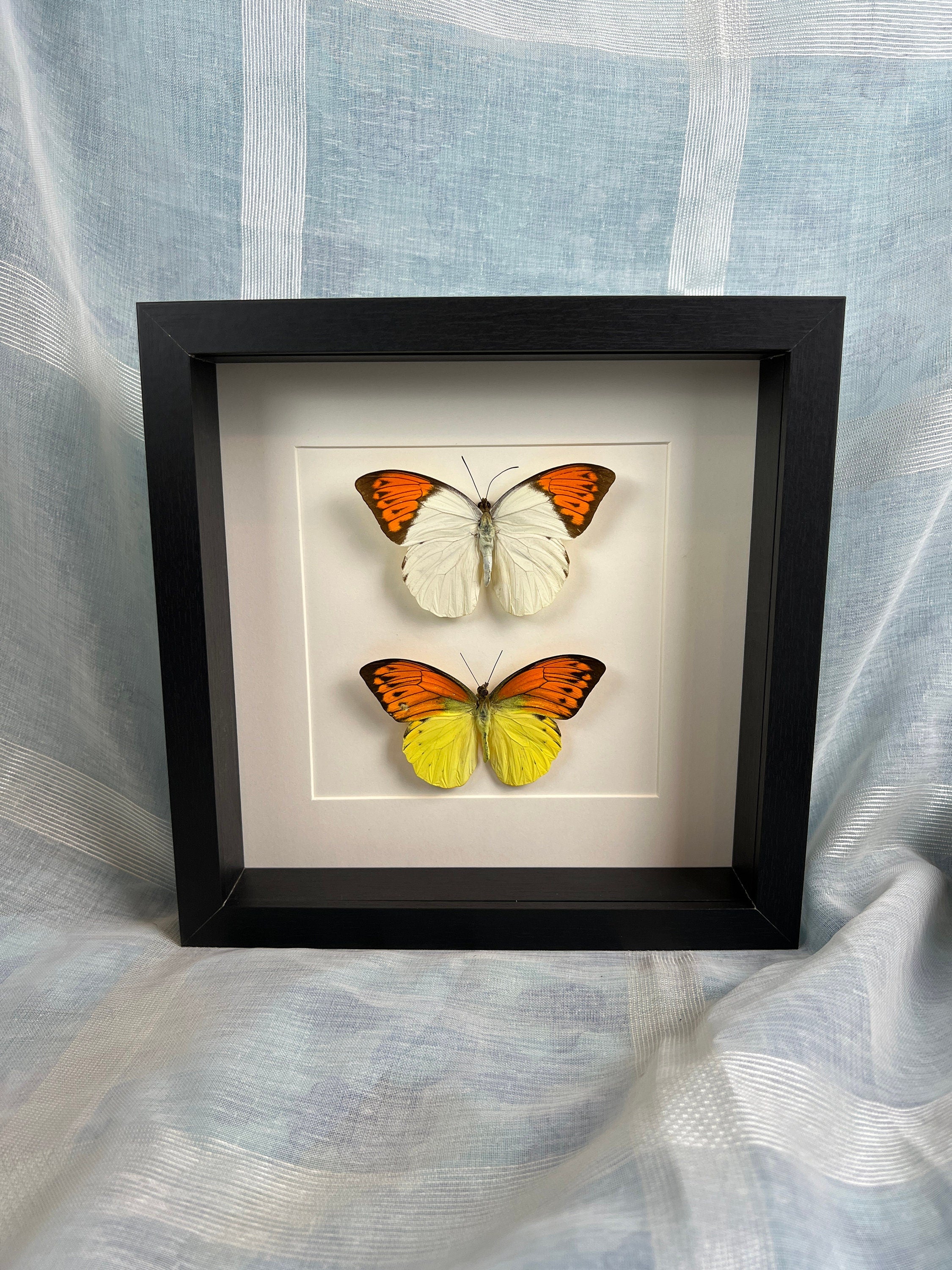 Echte vlinders Hebomoia Glaucippe en Hebomoia Leucippe in lijst 25x25cm