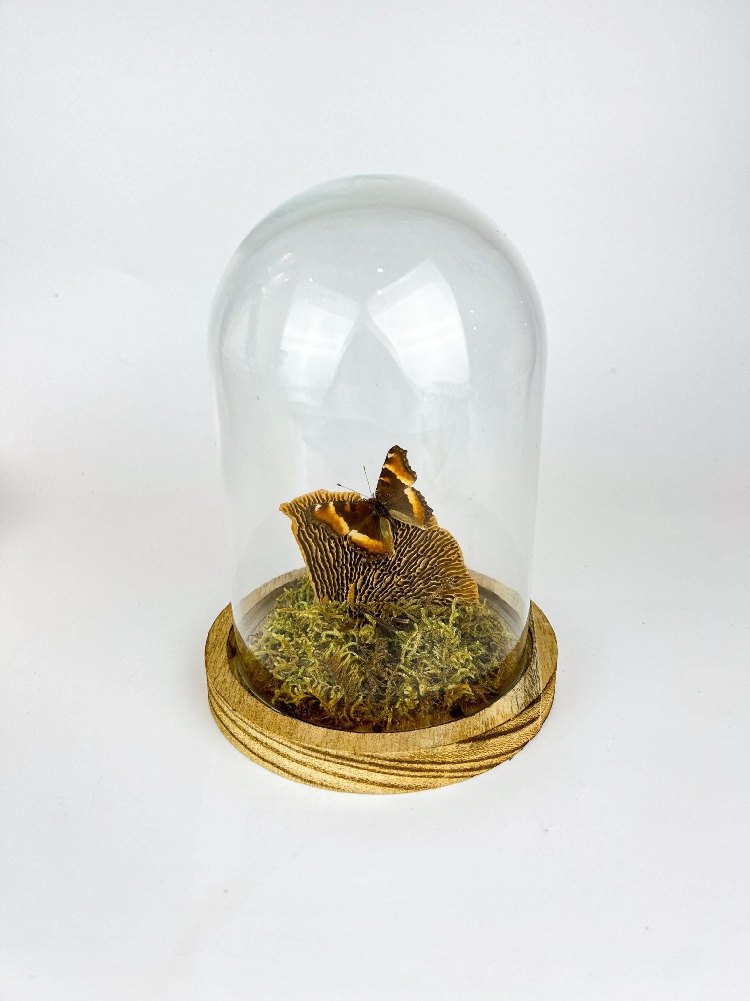 Aglais Milberti in stolp by KEY LIME STORE