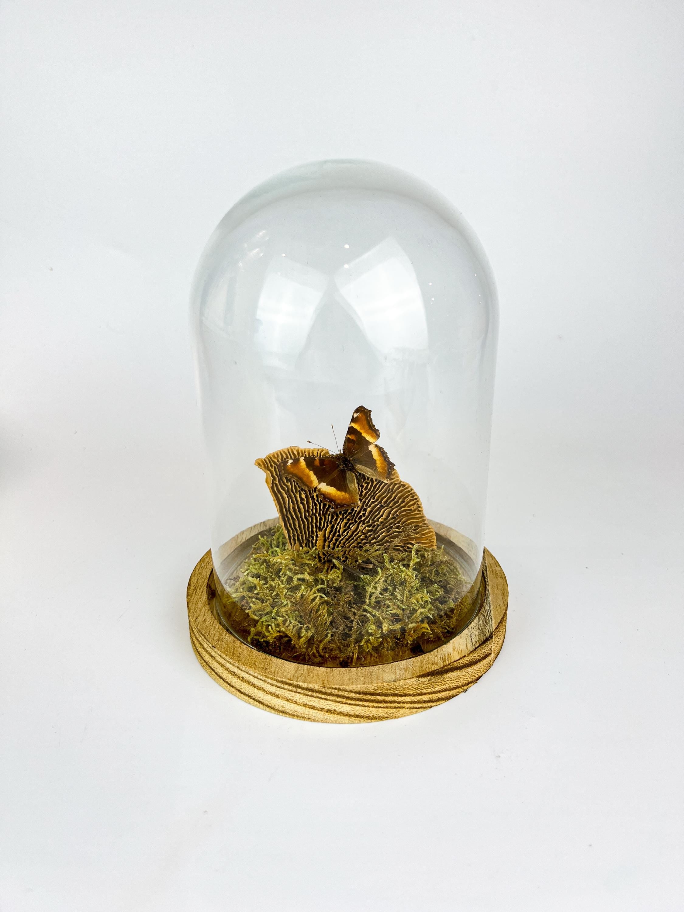 Echte vlinder | Aglais Milberti in stolp (17x13cm)