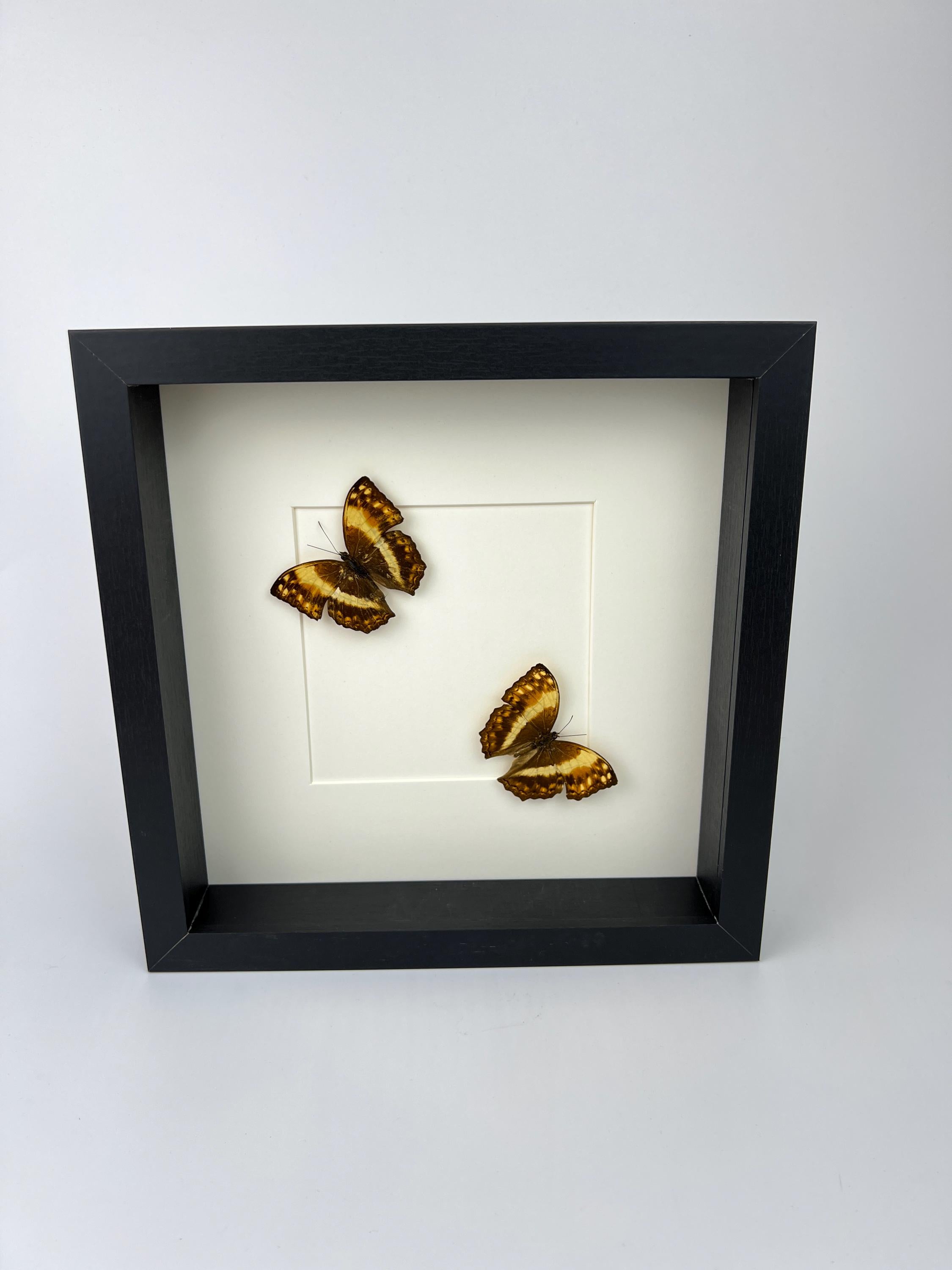 Harma Theobene gerahmt