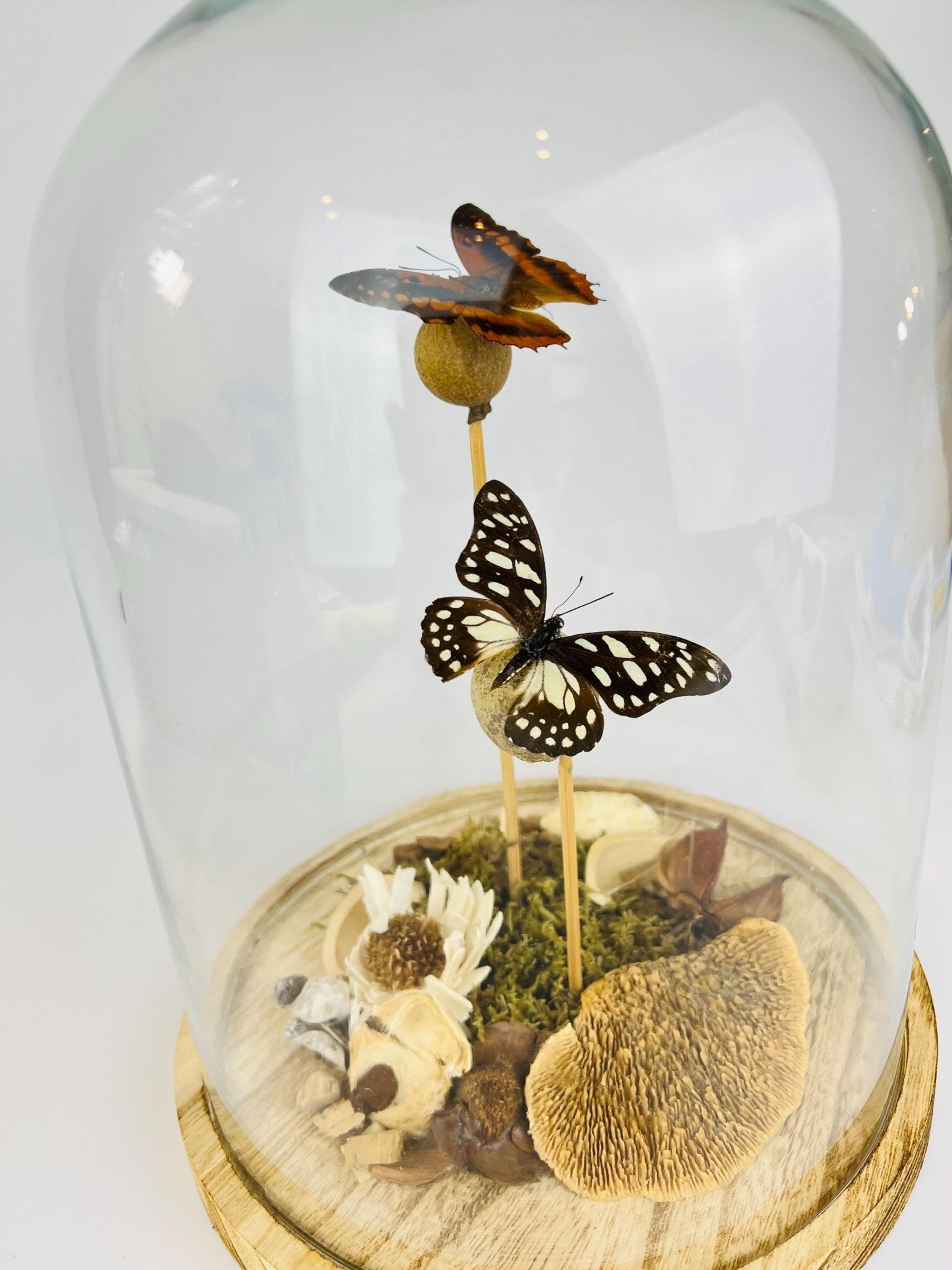 Charaxes und Graphium Leonidas in einer Glasglocke von KEY LIME STORE