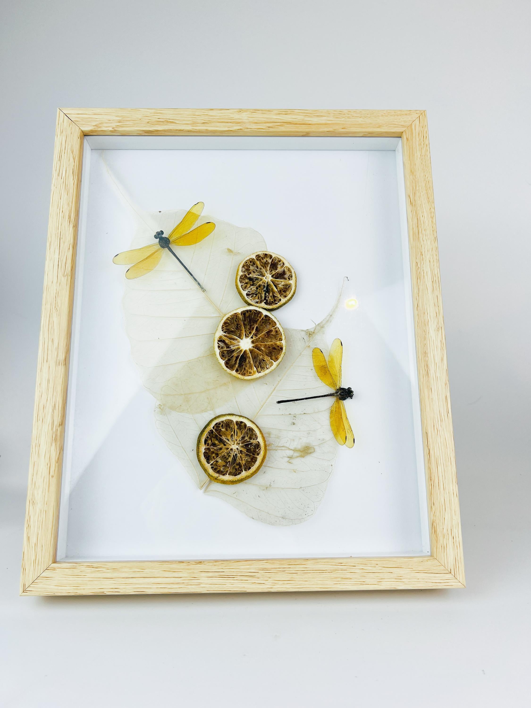 Libelle mit getrockneten Verzierungen in einem Rahmen
