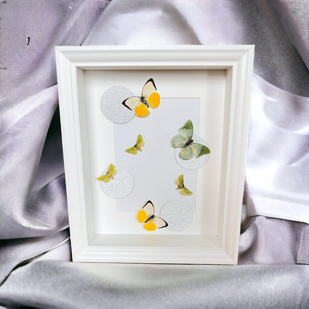 Schmetterlinge im Rahmen von KEY LIME STORE