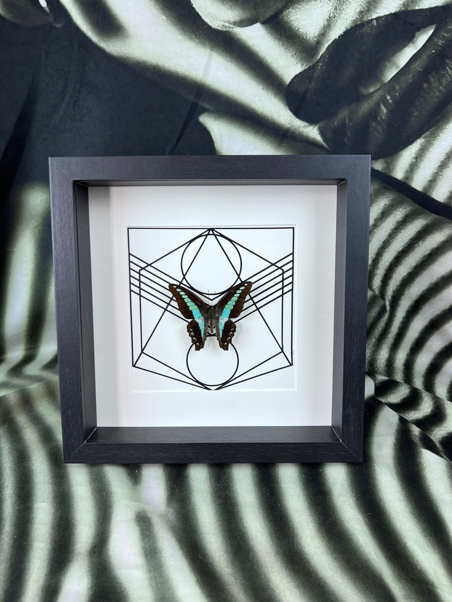 Graphium Sarpedon in lijst by KEY LIME STORE