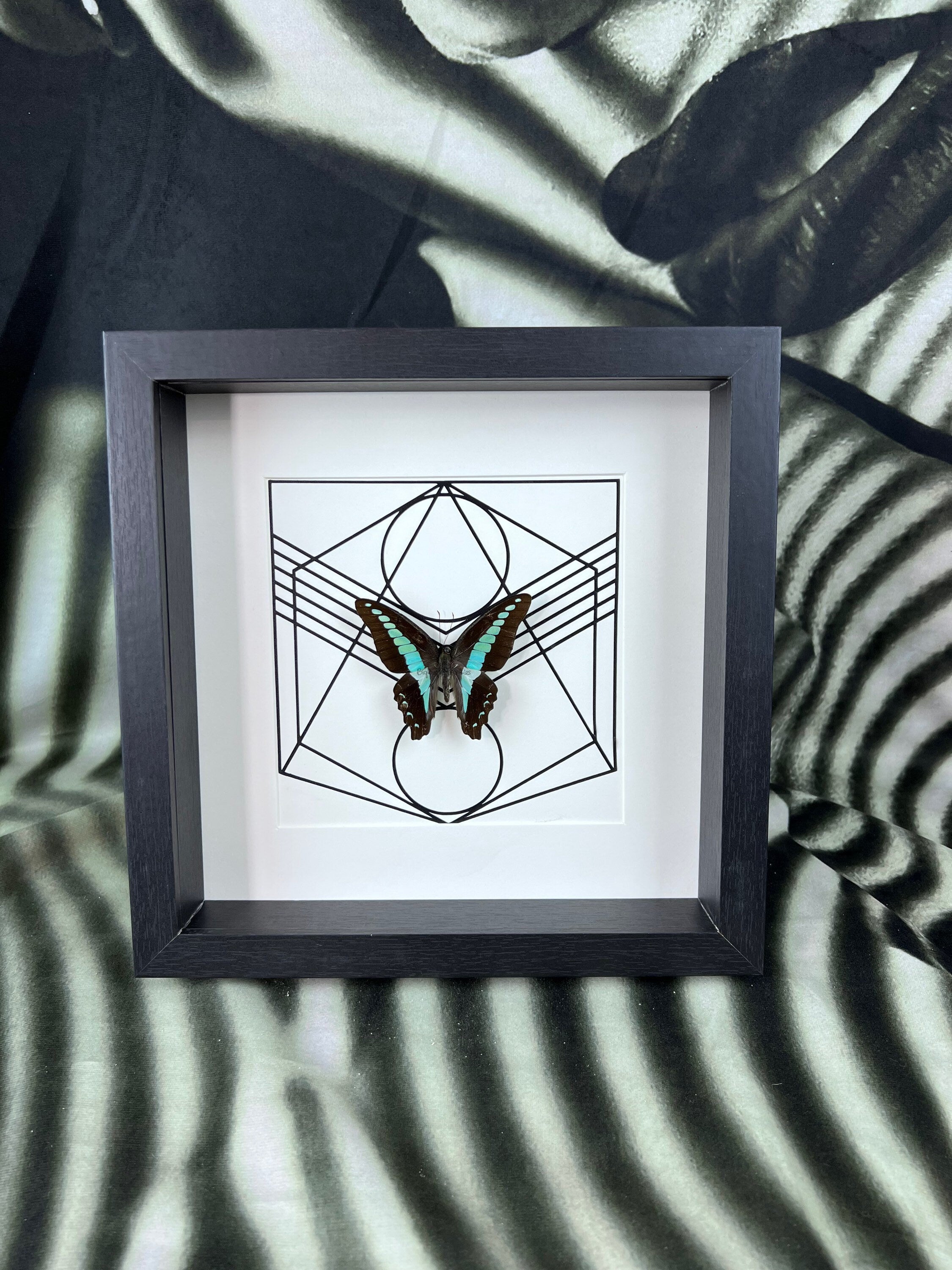 Graphium Sarpedon in lijst