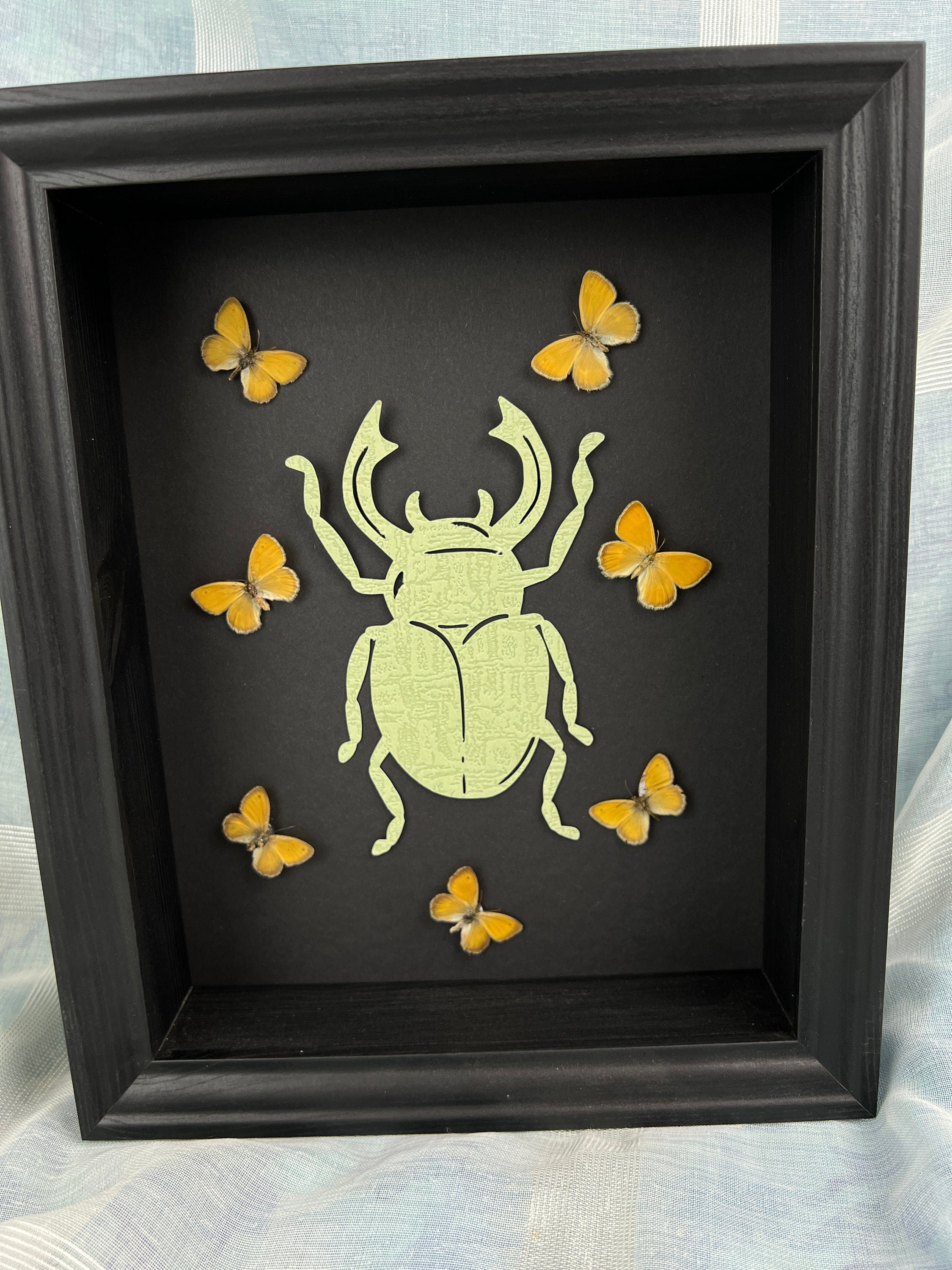 Butterfly Taxidermy Art with Intriguing Paper Beetle - Home Decor