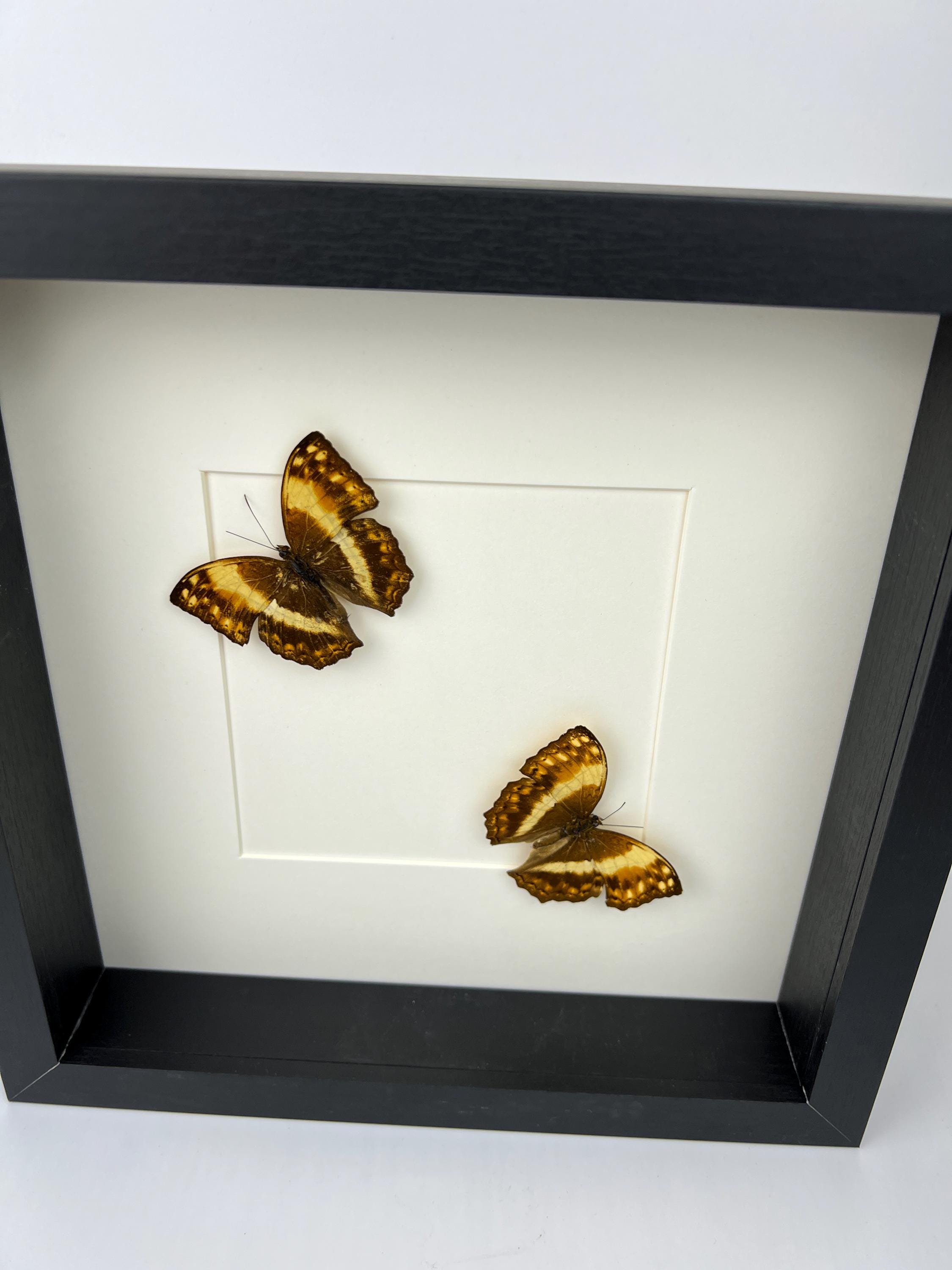 Harma Theobene gerahmt