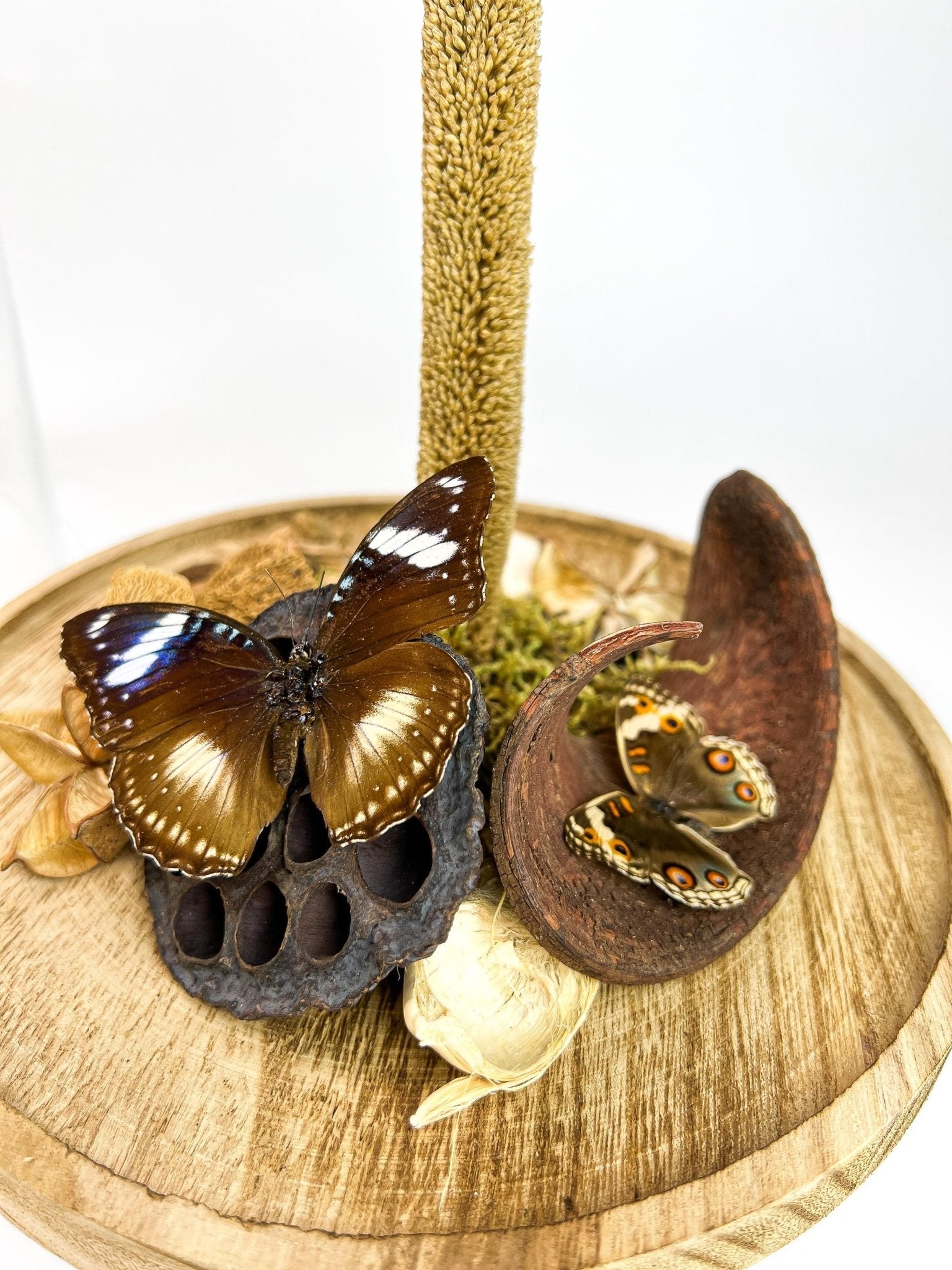 Papilio Polytes, Hypolimnas Bolina und Junonia Coenia in einer Glasglocke von KEY LIME STORE