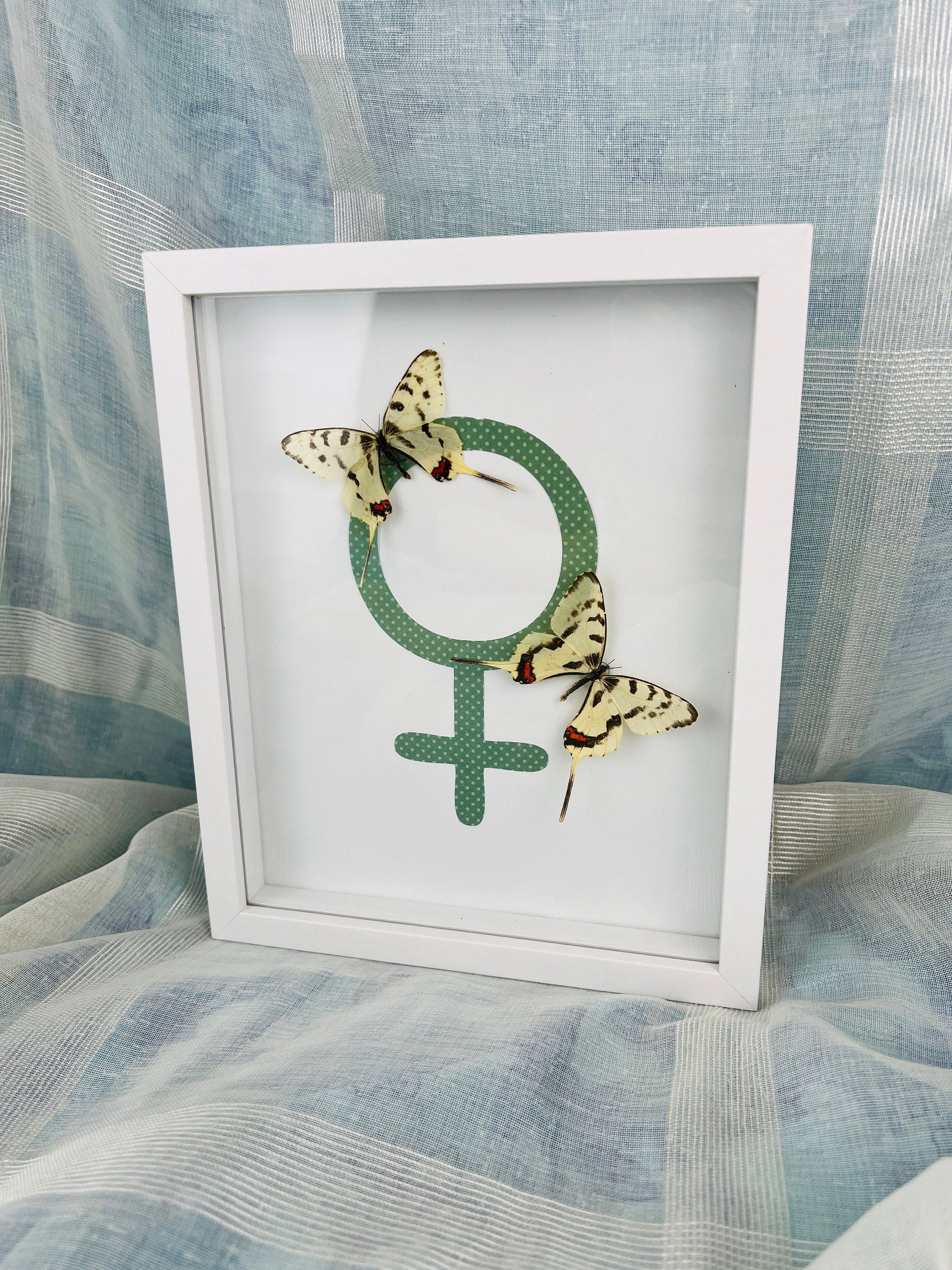 Sericinus Montela op venussymbool in lijst