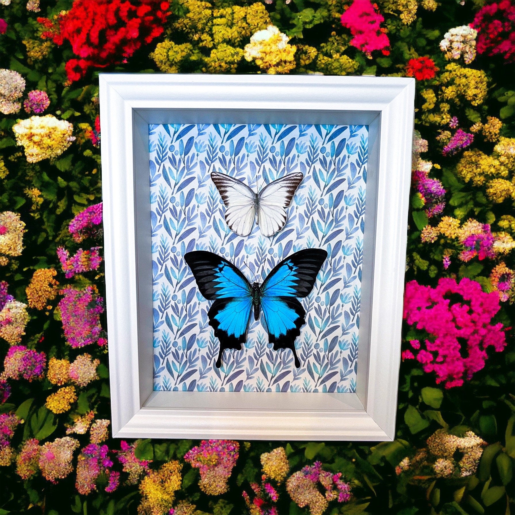 Papilio Ulysses en Appias Hombroni in lijst met print