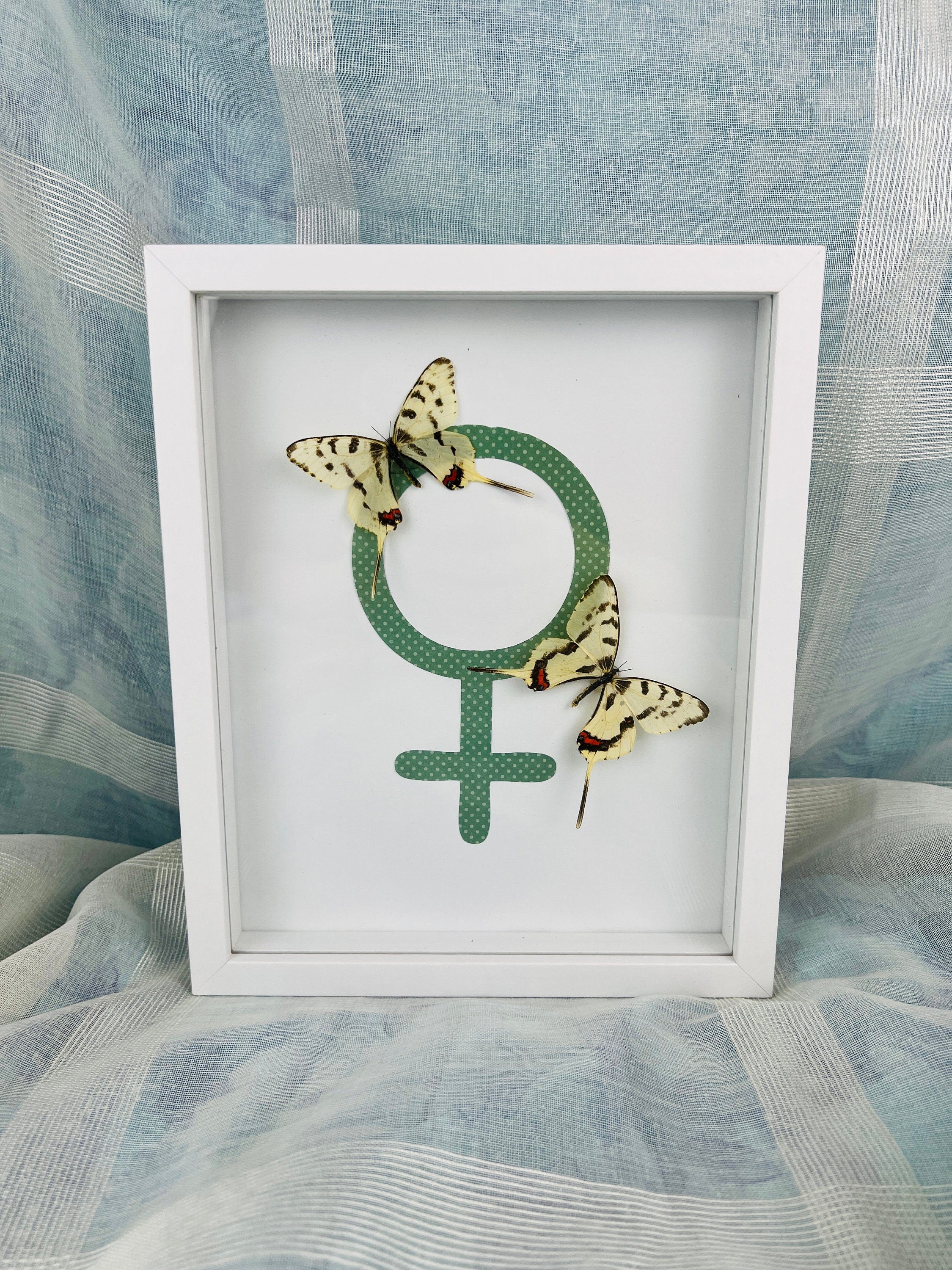 Sericinus Montela op venussymbool in lijst