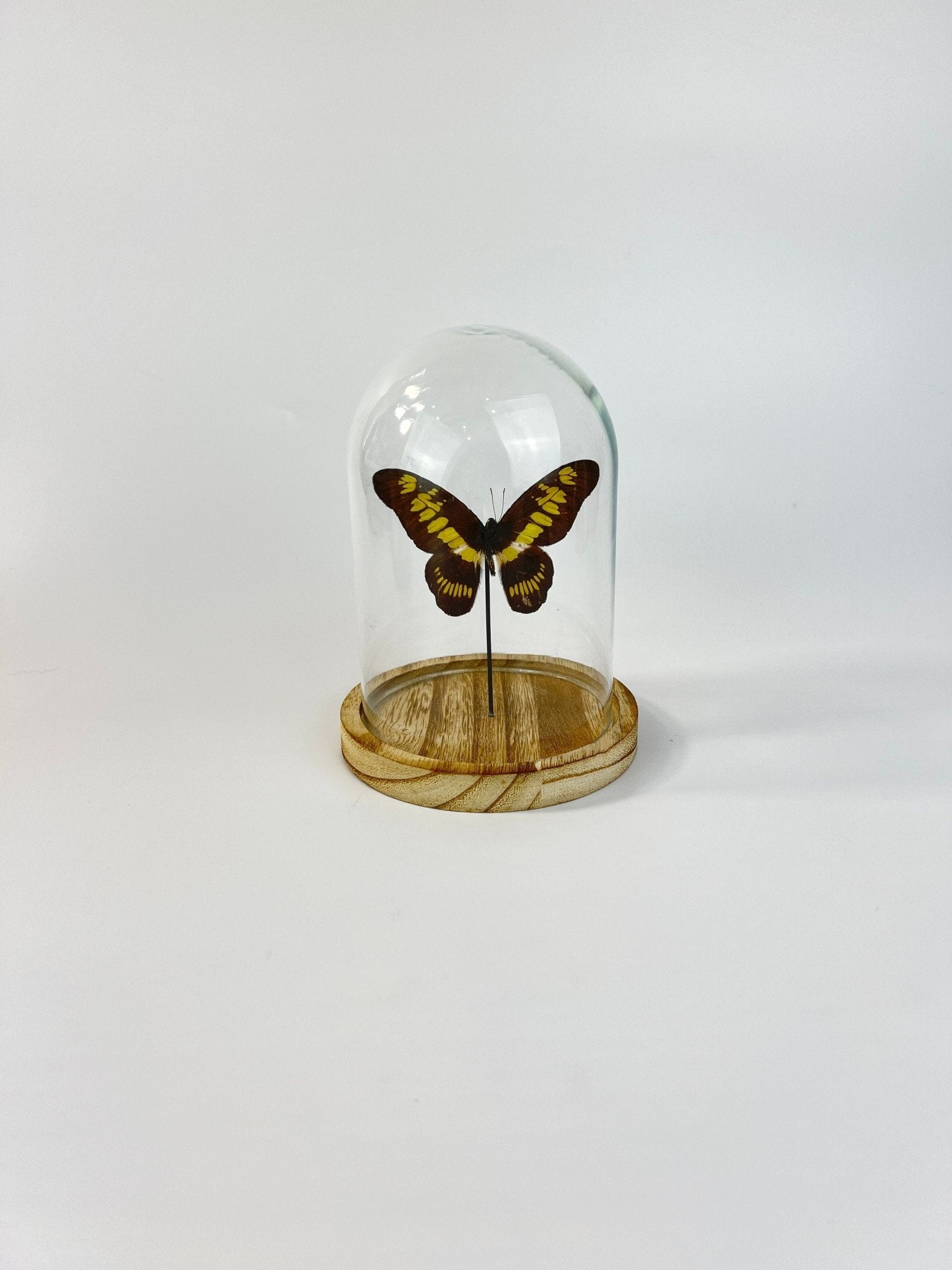 Graphium Latreillanus Theorini in einer Glasglocke von KEY LIME STORE
