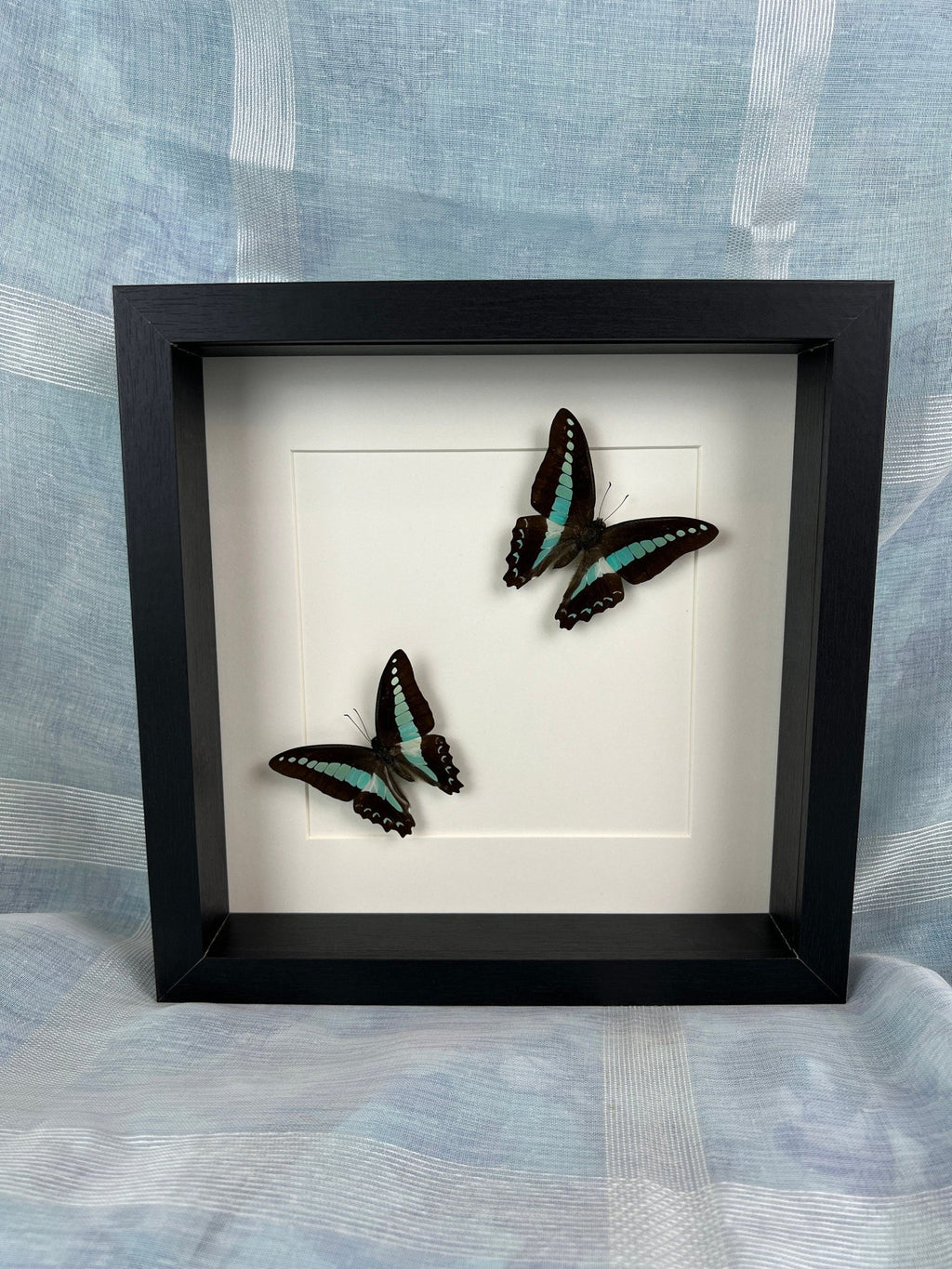 Graphium Sarpedon im Rahmen von KEY LIME STORE