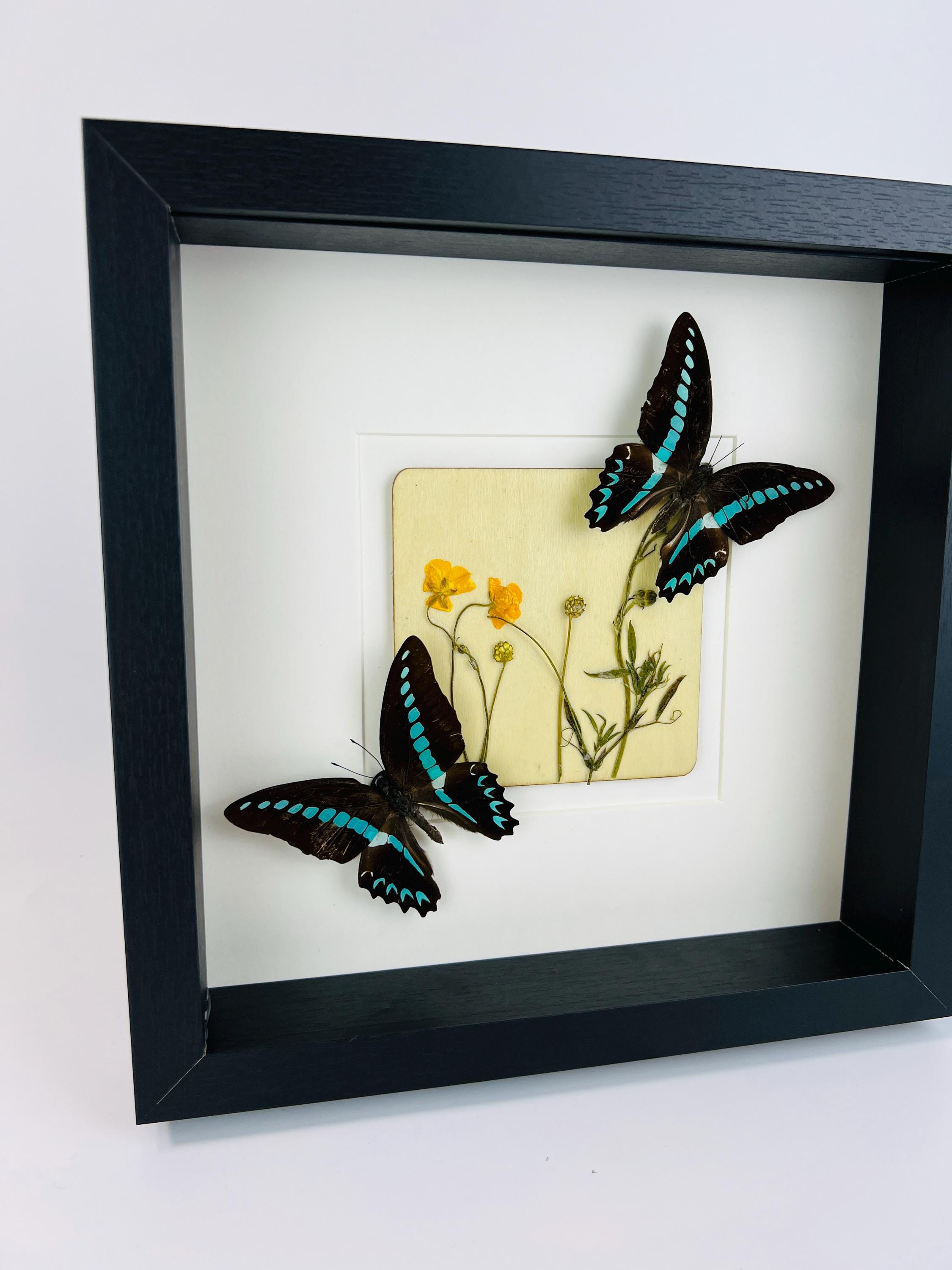 „Graphium Sarpedon“ und „Wildflower“ gerahmt