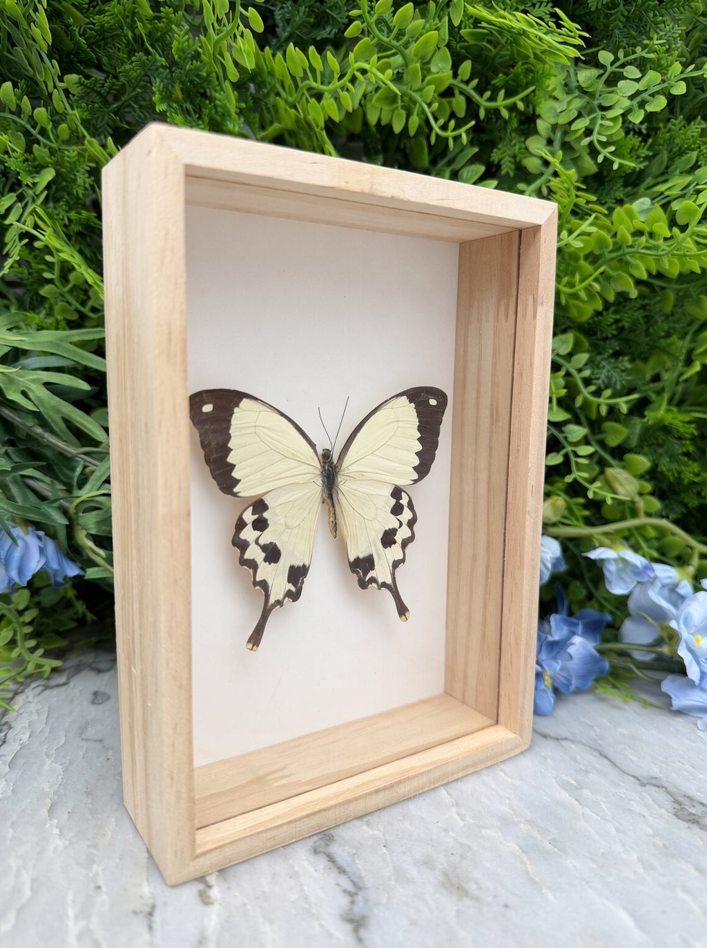 Opgezette vlinder in lijst Papilio dardanus