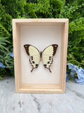 Opgezette vlinder in lijst Papilio dardanus