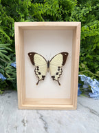 Opgezette vlinder in lijst Papilio dardanus