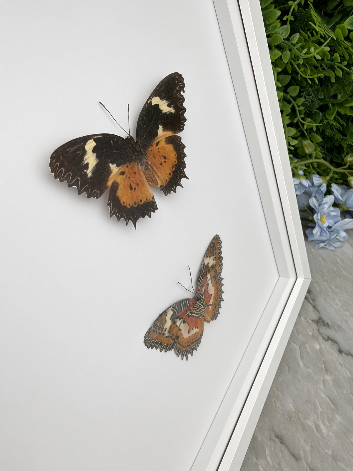 Opgezette vlinder in lijst Cethosia hypsea (voor- en achterkant)