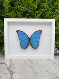 Opgezette vlinder in lijst Morpho didius