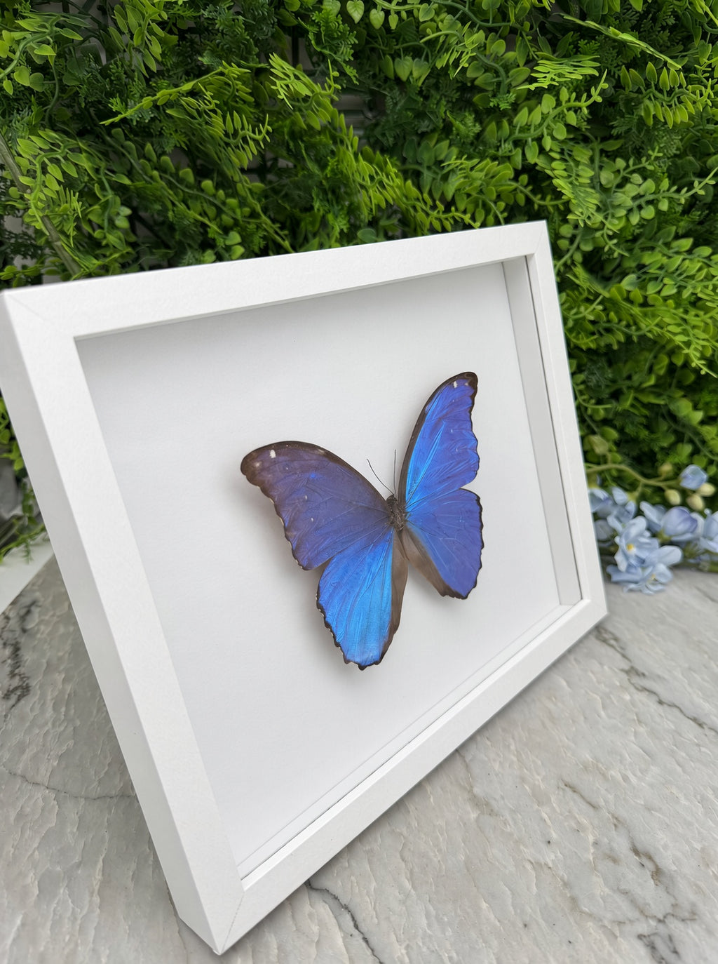 Opgezette vlinder in lijst Morpho didius