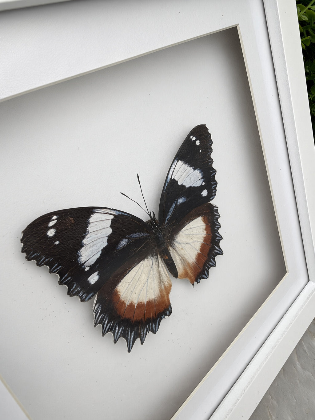Opgezette vlinder in lijst Hypolimnas dexithea