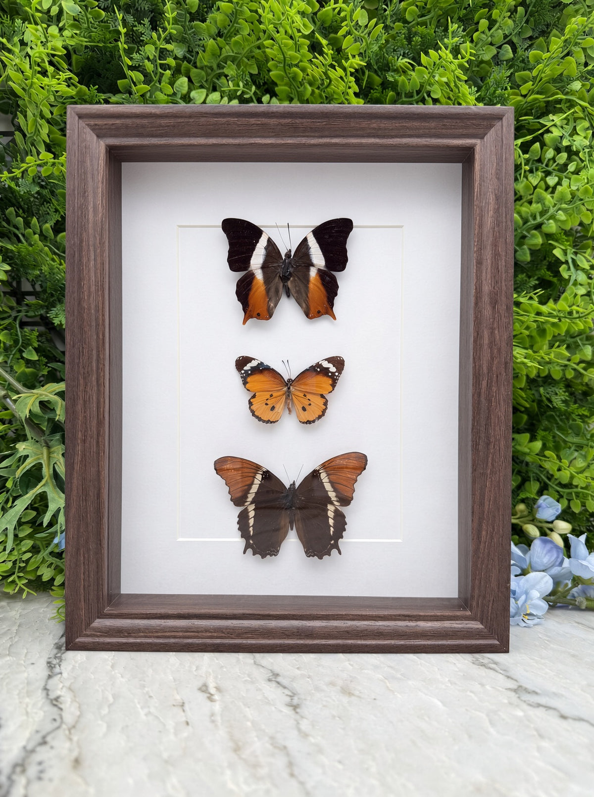 Opgezette vlinder in lijst Palla ussheri, Danaus chrysippus (kleine Monarch) en Siproeta epaphus