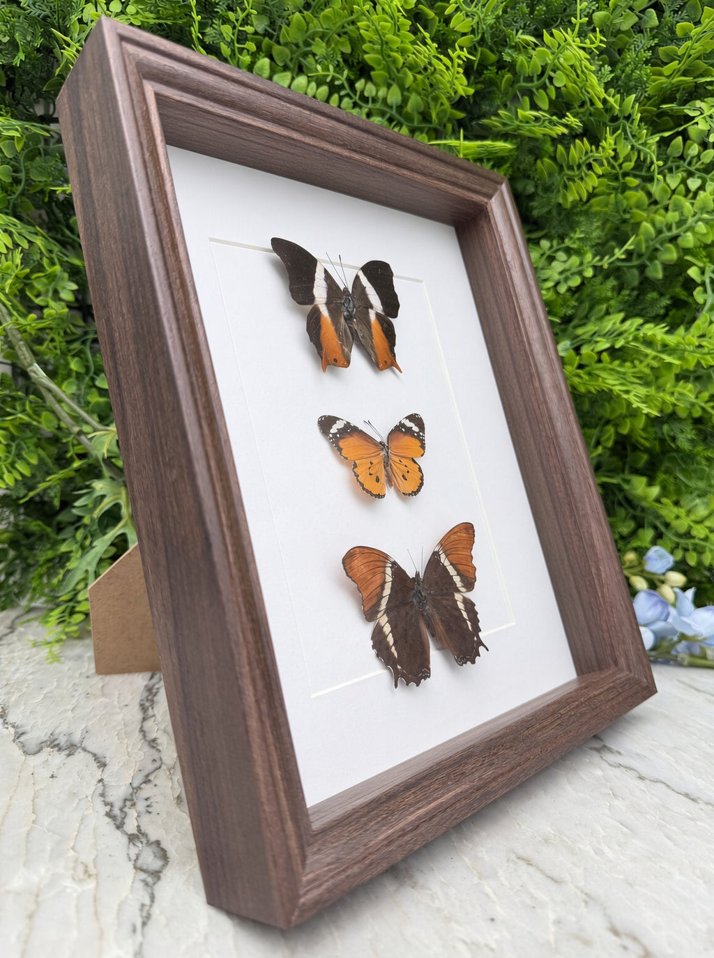 Opgezette vlinder in lijst Palla ussheri, Danaus chrysippus (kleine Monarch) en Siproeta epaphus