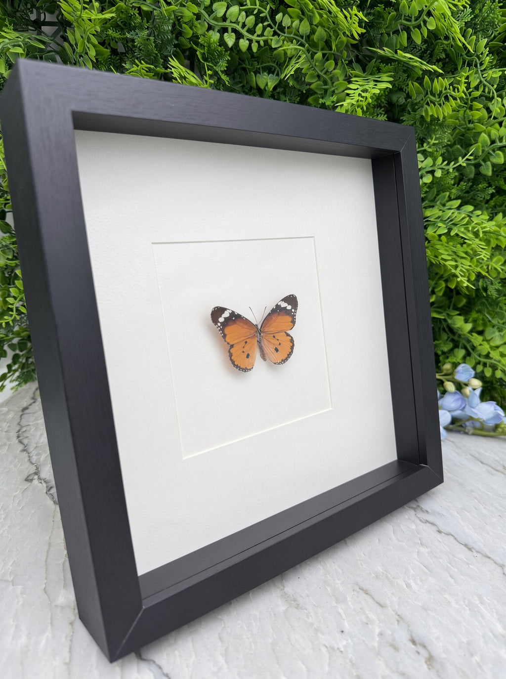 Opgezette vlinder in lijst Danaus chrysippus