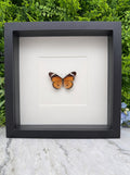 Opgezette vlinder in lijst Danaus chrysippus