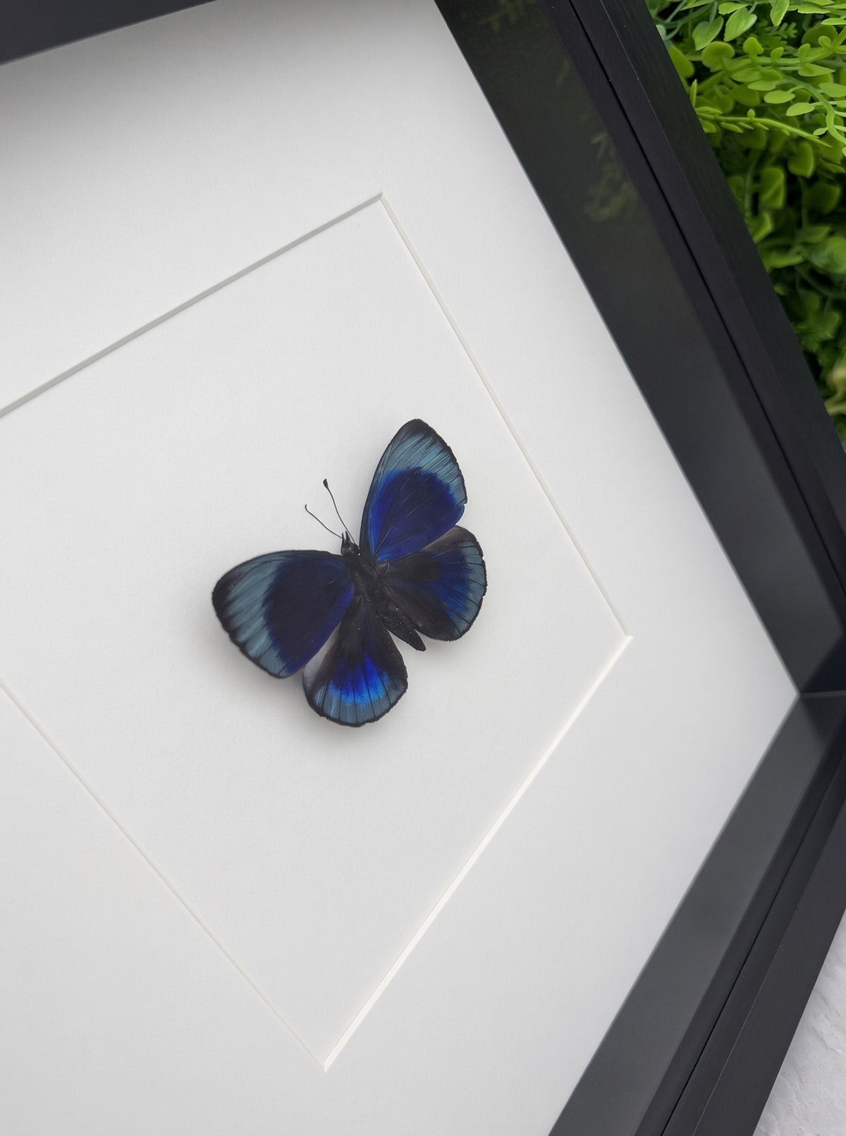Opgezette vlinder in lijst Asterope leprieuri