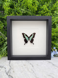 Opgezette vlinder in lijst Papilio phorcas