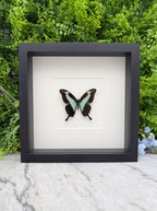 Opgezette vlinder in lijst Papilio phorcas