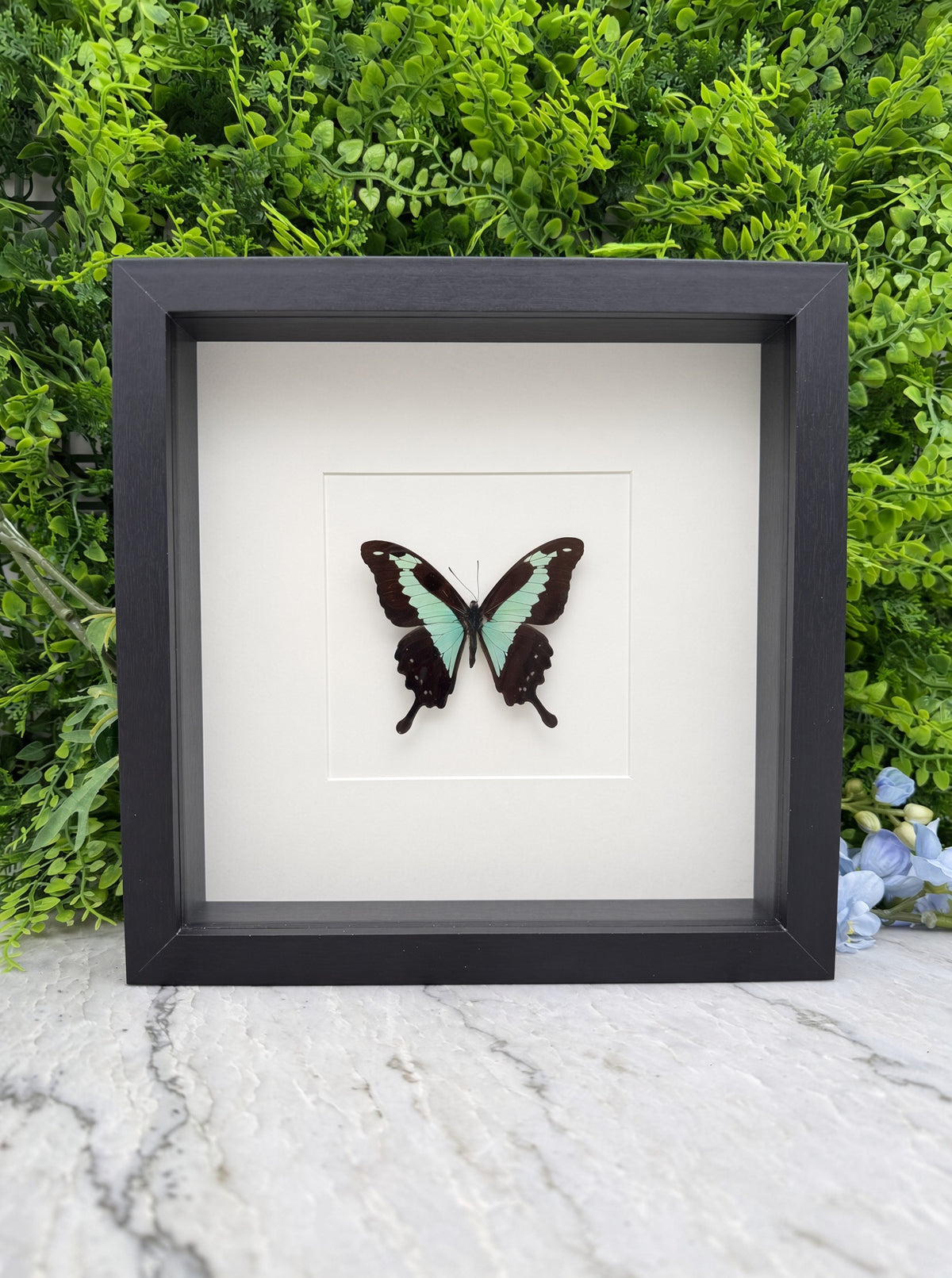 Opgezette vlinder in lijst Papilio phorcas