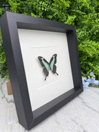 Opgezette vlinder in lijst Papilio phorcas