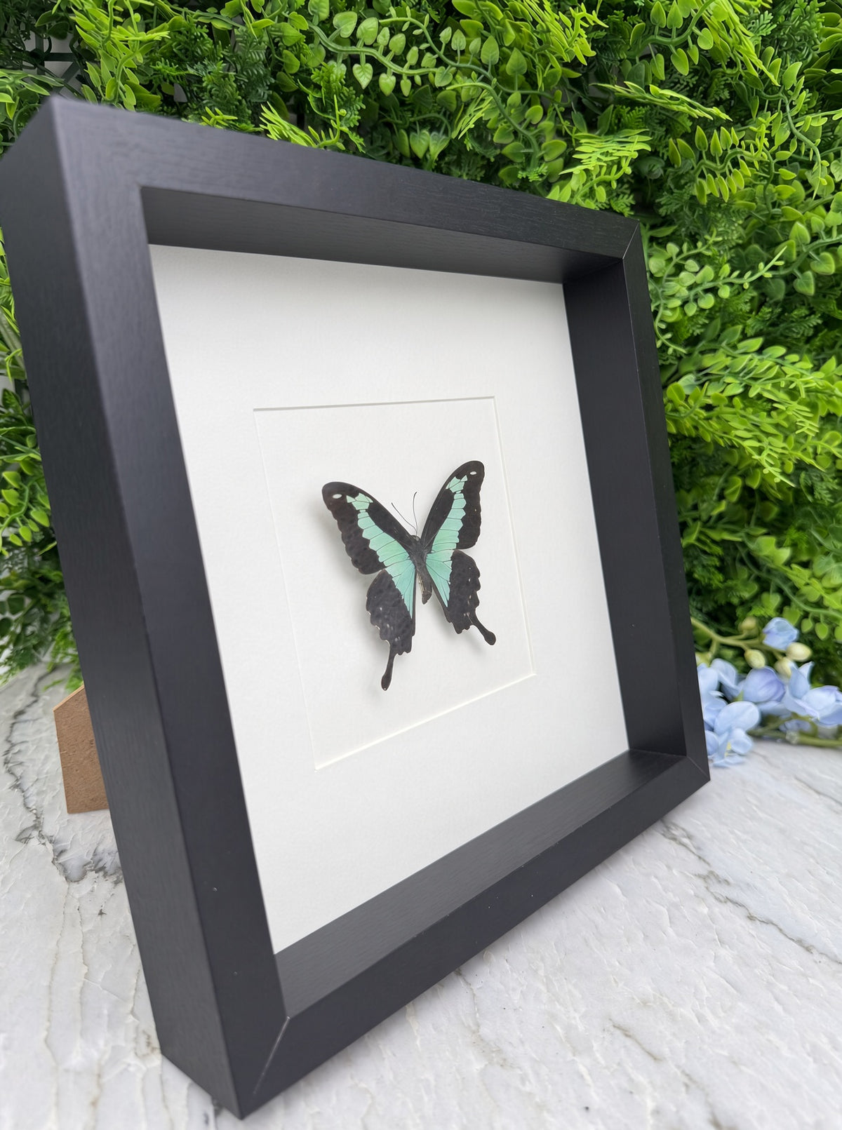 Opgezette vlinder in lijst Papilio phorcas
