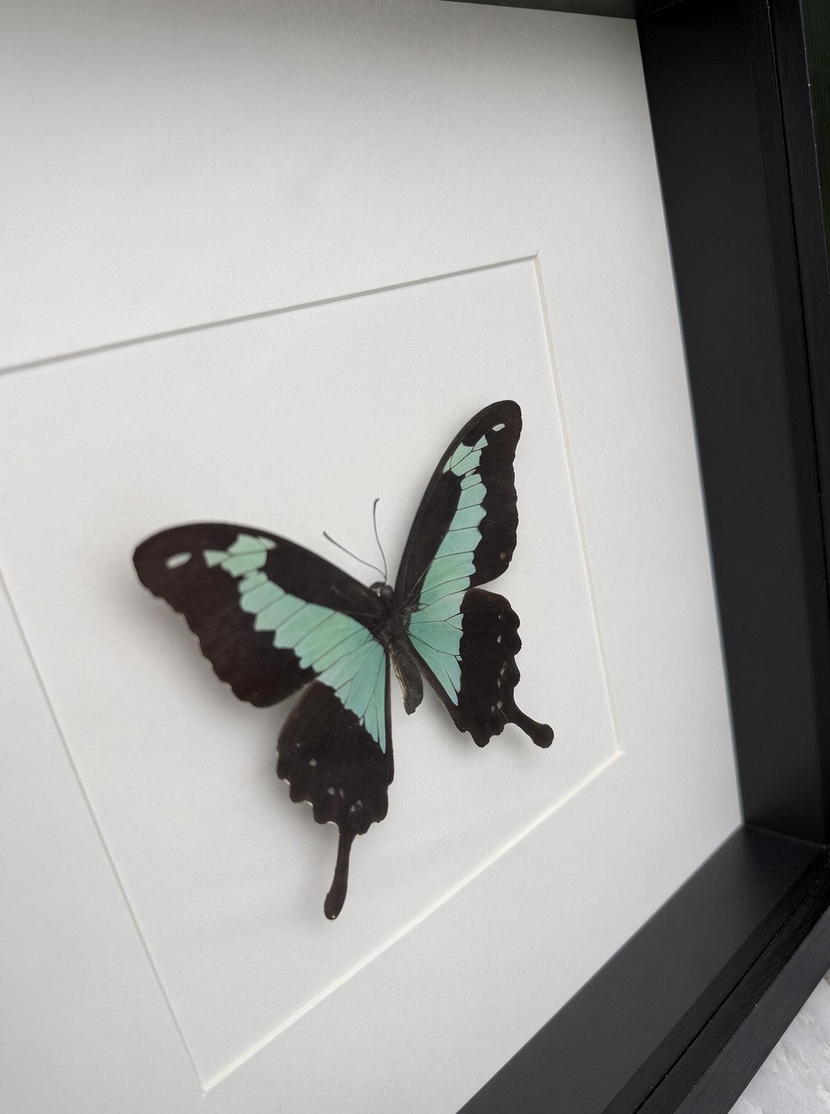 Opgezette vlinder in lijst Papilio phorcas