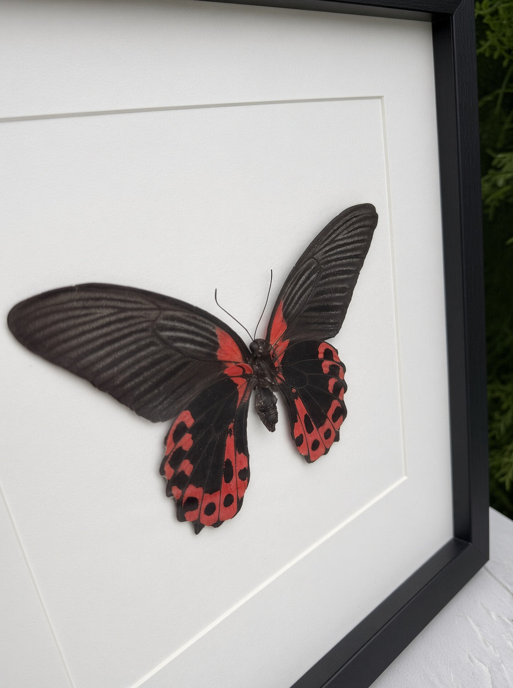 Opgezette vlinder in lijst Papilio rumanzovia