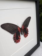 Opgezette vlinder in lijst Papilio rumanzovia