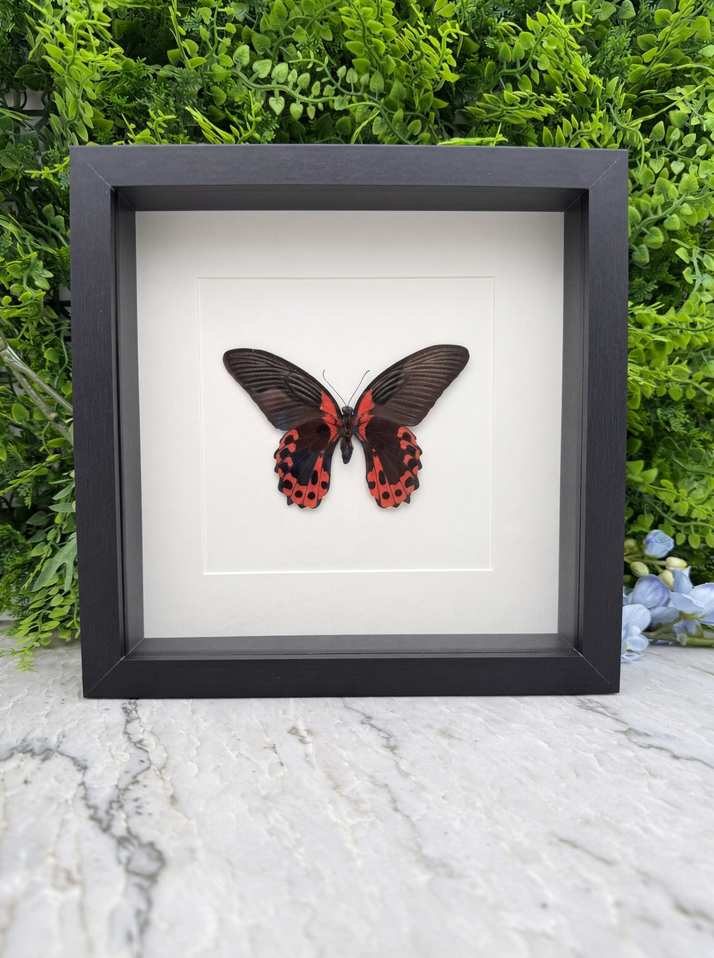 Opgezette vlinder in lijst Papilio rumanzovia