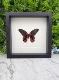 Opgezette vlinder in lijst Papilio rumanzovia