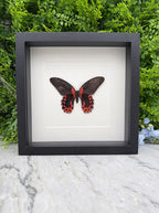 Opgezette vlinder in lijst Papilio rumanzovia