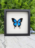Opgezette vlinder in lijst Papilio ulysses