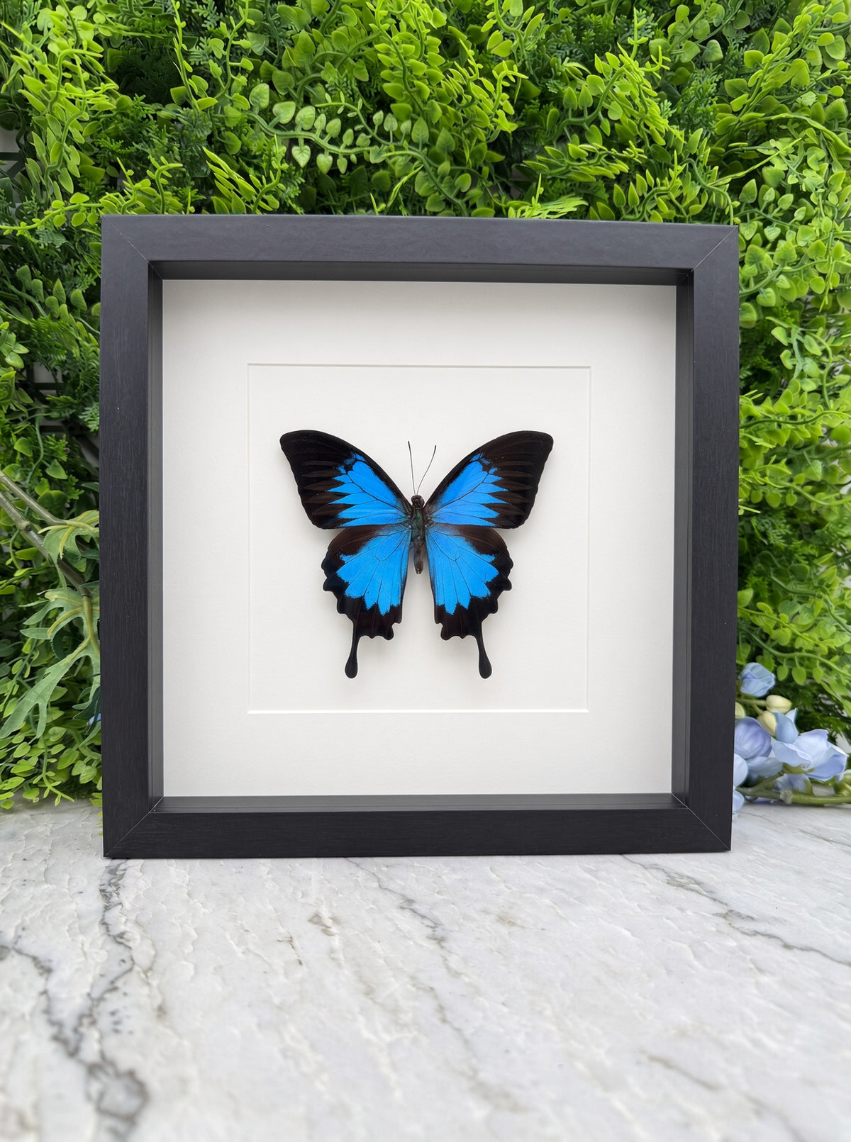 Opgezette vlinder in lijst Papilio ulysses