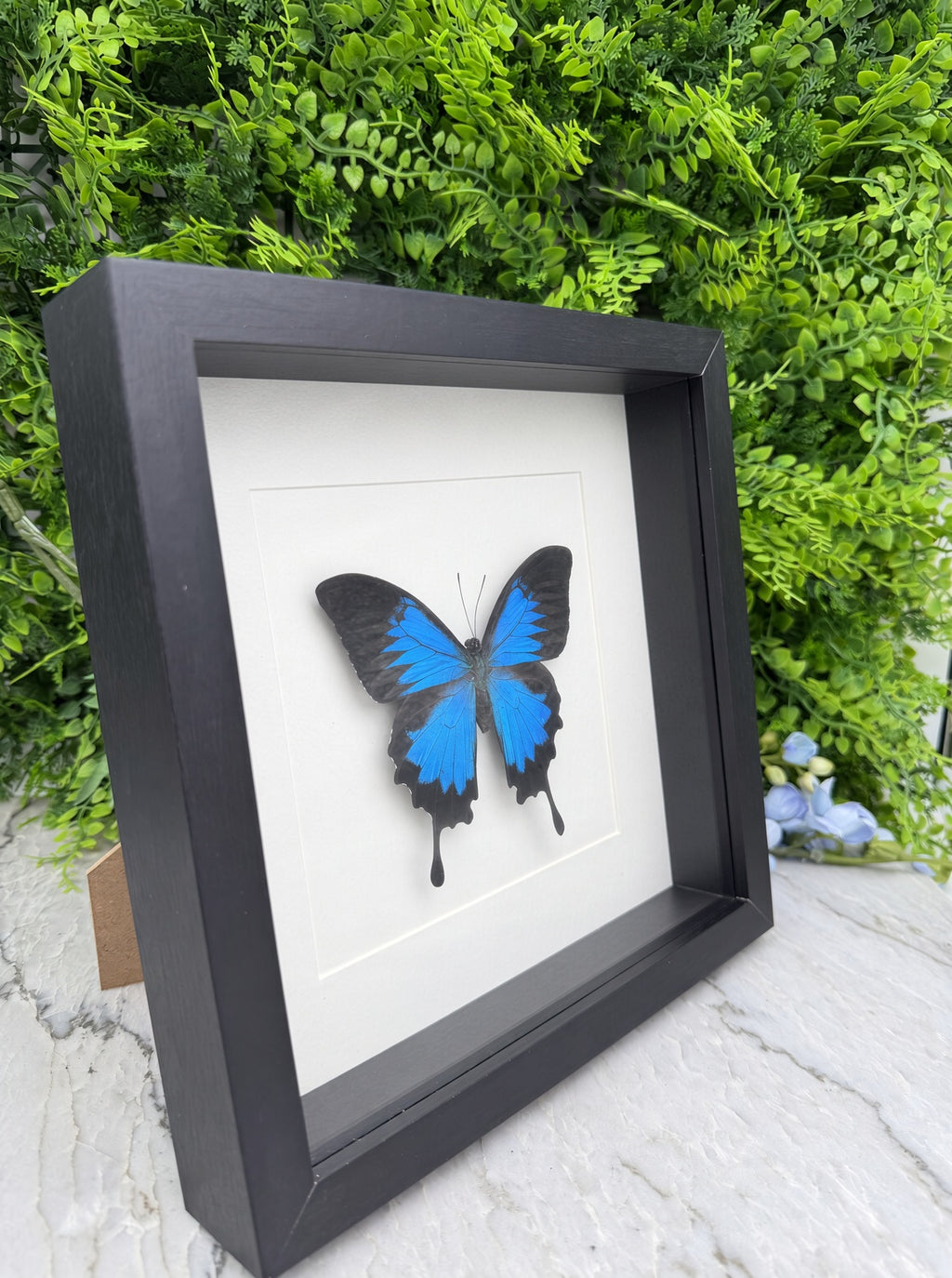 Opgezette vlinder in lijst Papilio ulysses