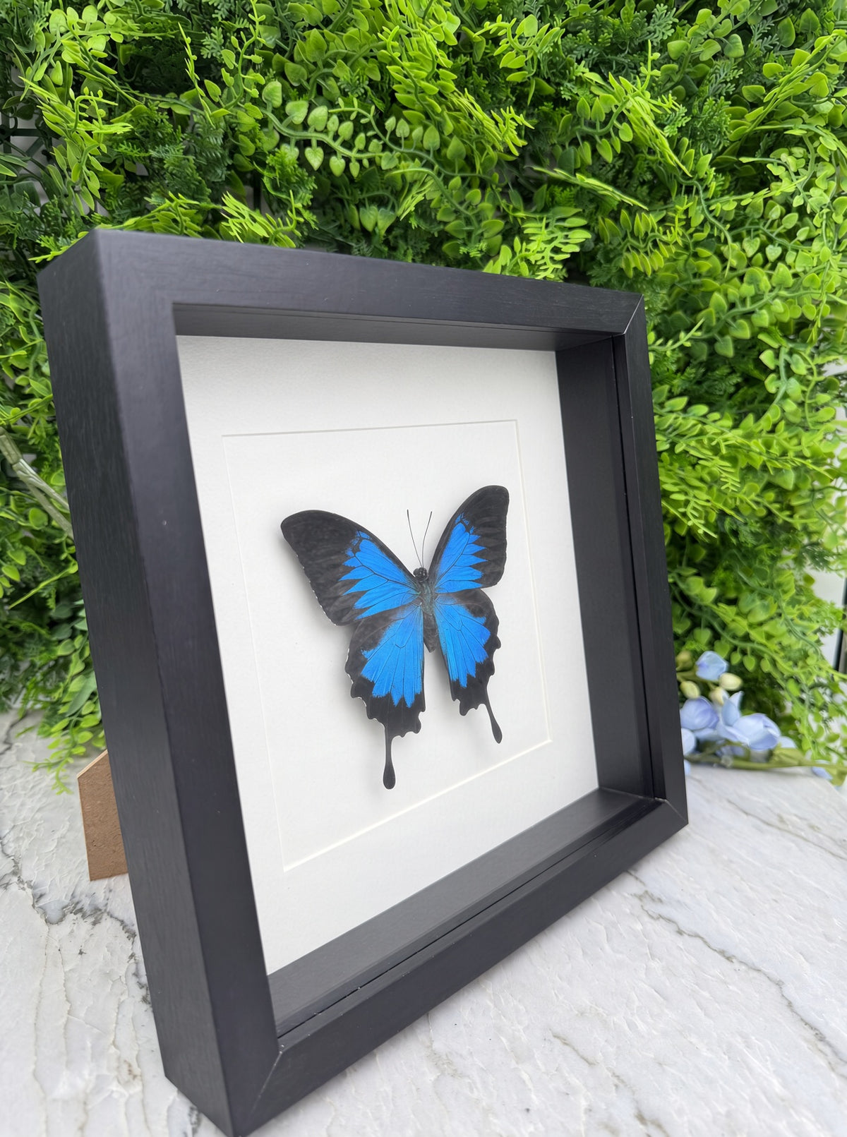 Opgezette vlinder in lijst Papilio ulysses